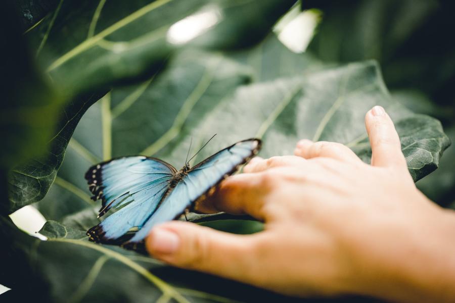 butterfly biosphere