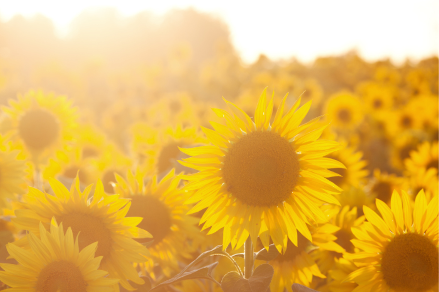 Sunflowers