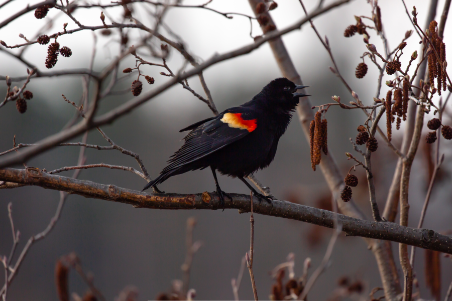 Red Striped Black Bird