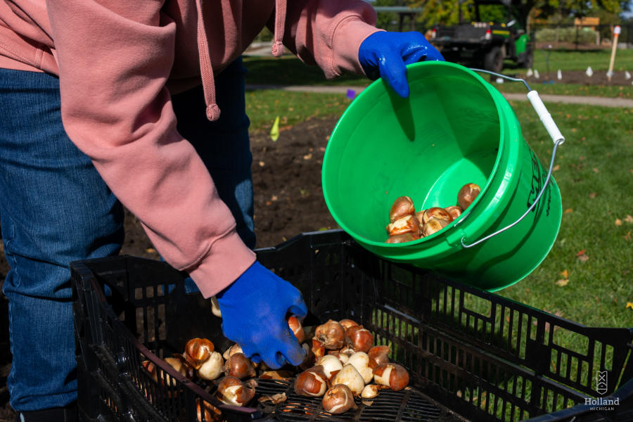 Windmill Island Gardens - bulbs