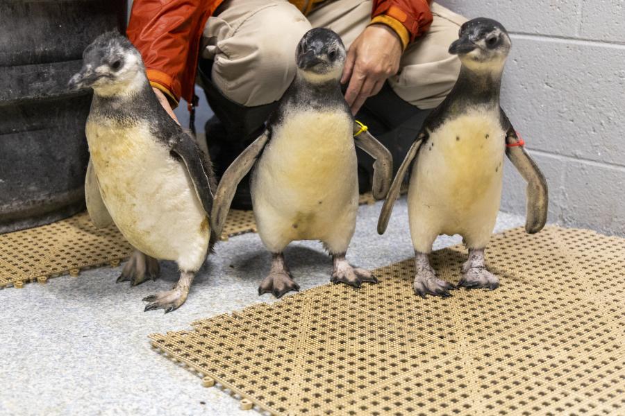 John ball Zoo Penguin Chicks