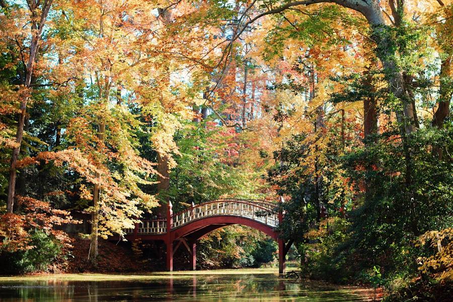 Crim Dell Bridge at College of WIlliam & Mary surrounded by nature
