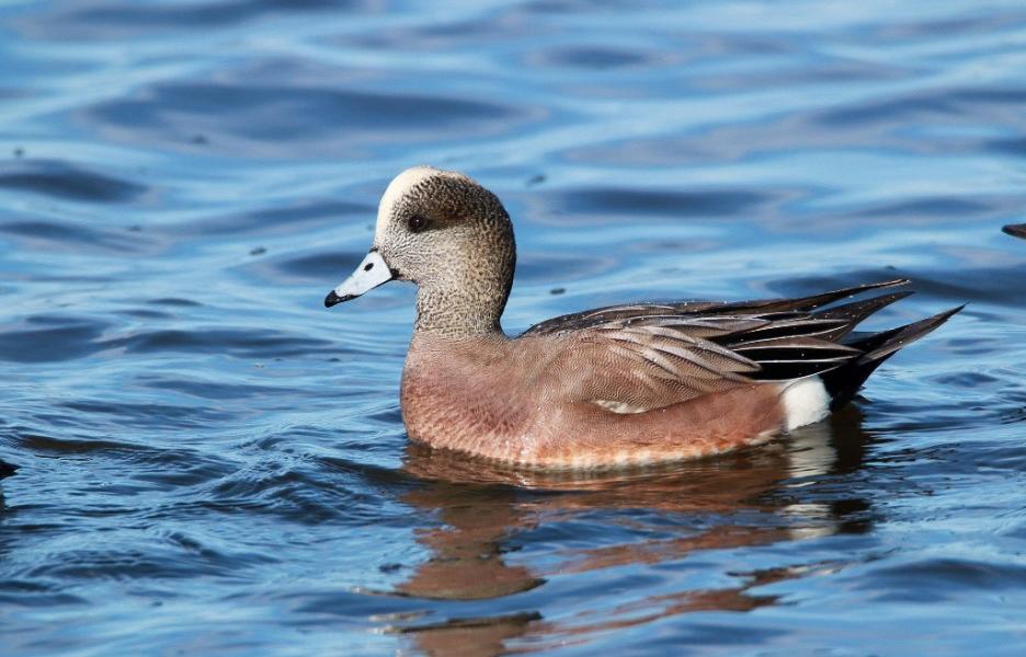 american widgeon bird