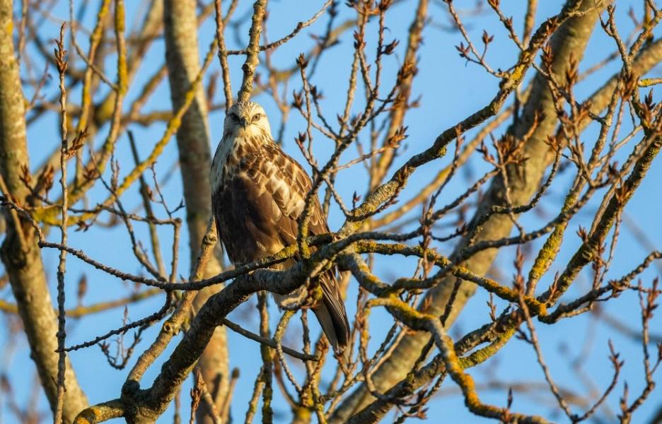 rough legged hawk
