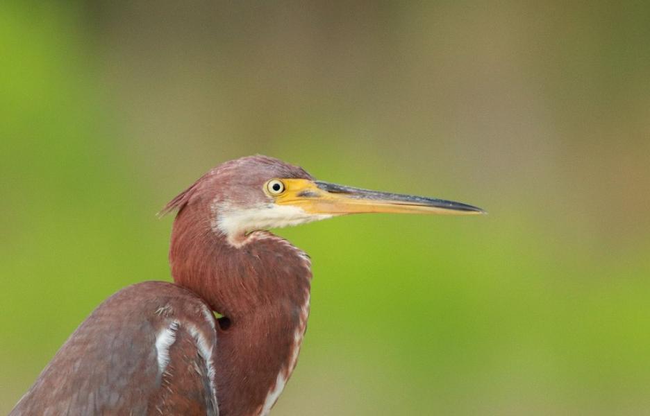 tricolored heron - blog use only