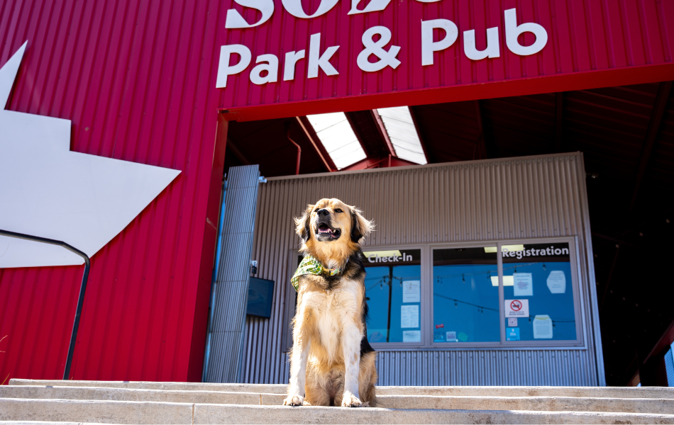 Solos Park & Pub