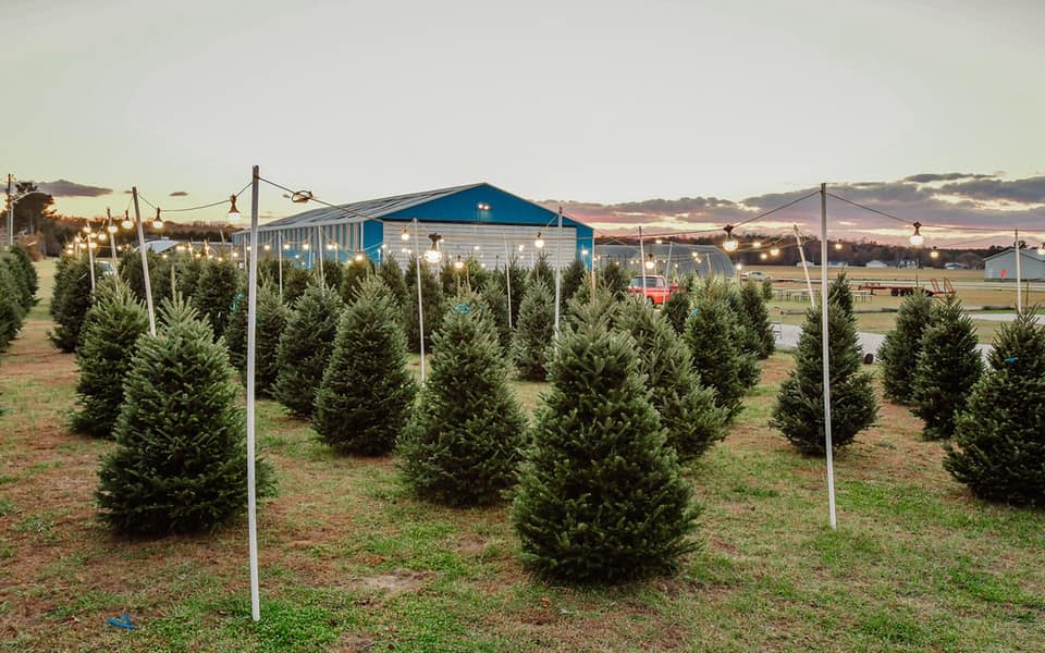 Coastal Christmas Trees