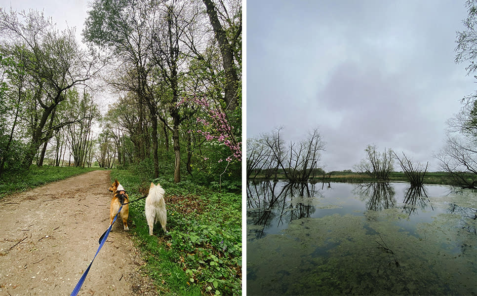 Trails with your dogs at Sunset Hill