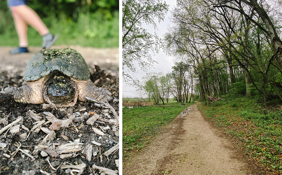 Sunset Hill trail and turtle