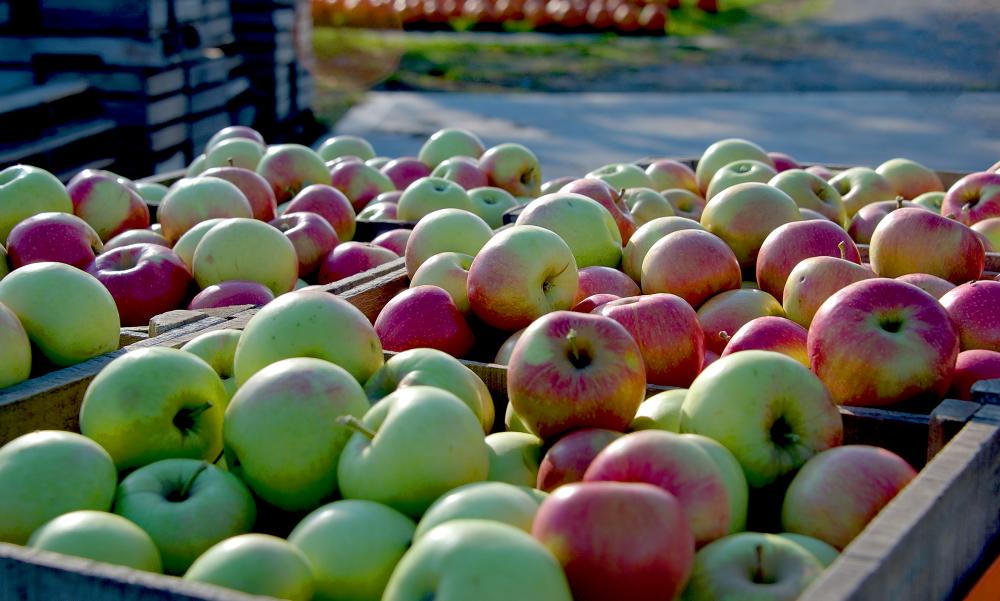 Fall Festival at Cooks Apple Farm