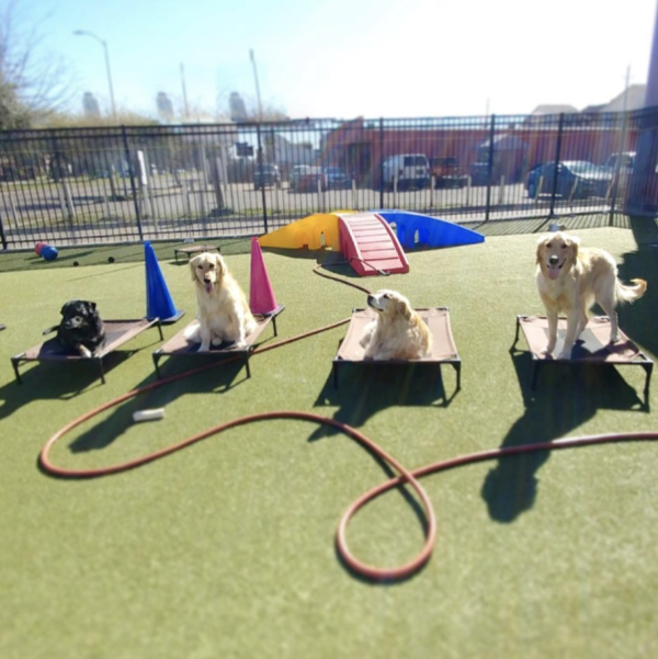 8 Reasons Your Dog Wants To Visit Houston