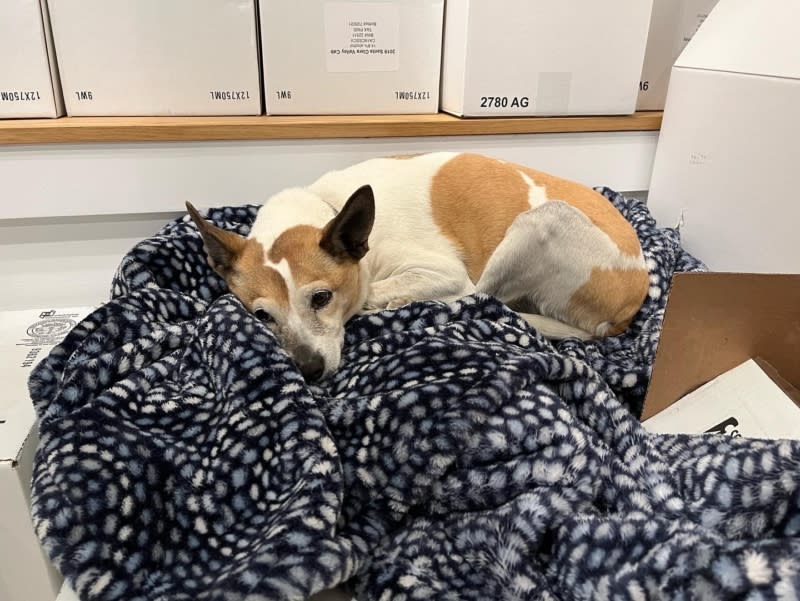 a small dog lies on a blanket surrounded by wine boxes