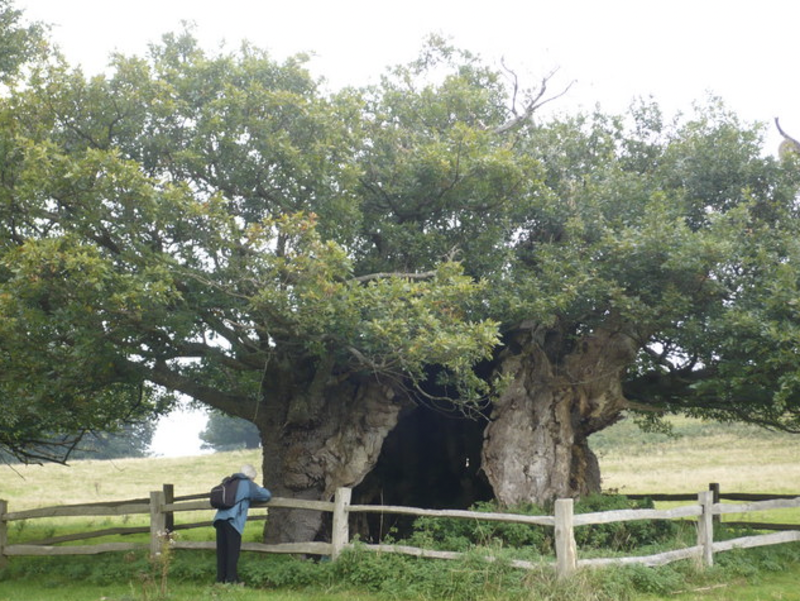 Queen Elizabeth I oak, Cowdray