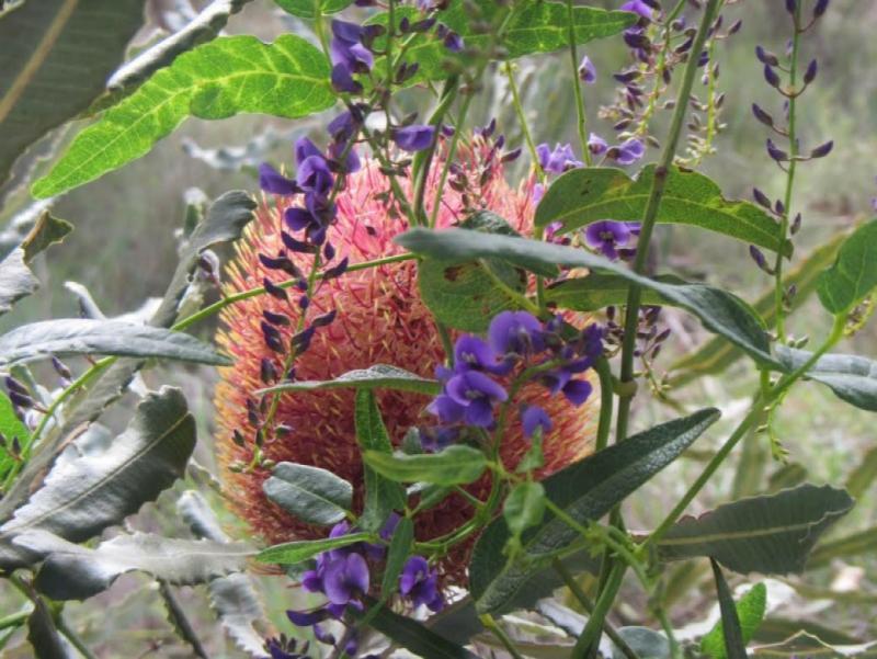 Wildflowers The Spectacles