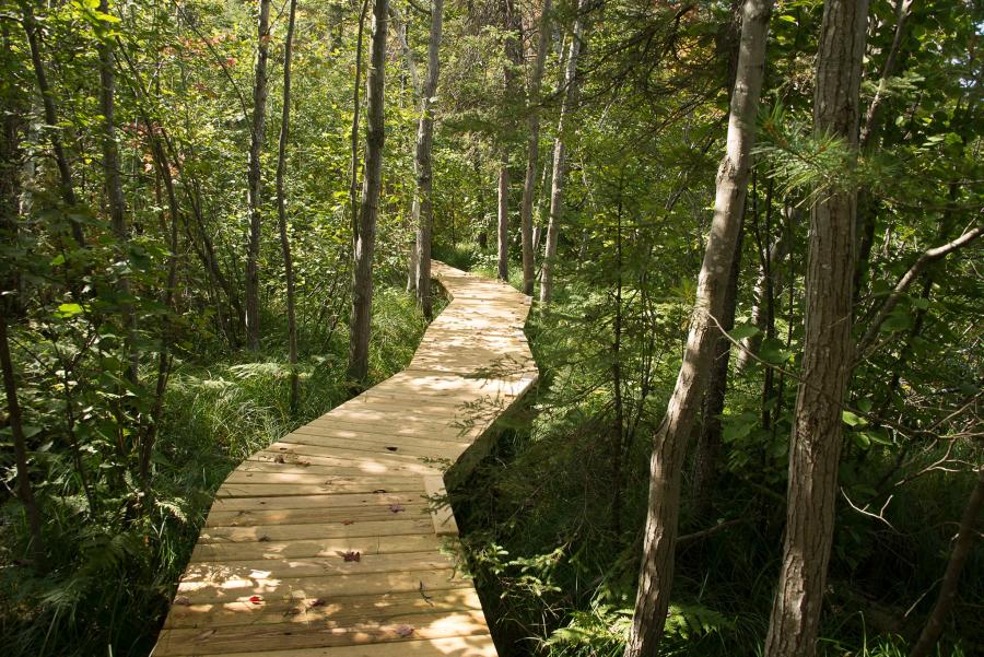 A raised wooden boardwalk path through the woods at Chocolay Bayou Nature Preserve in Harvey, MI