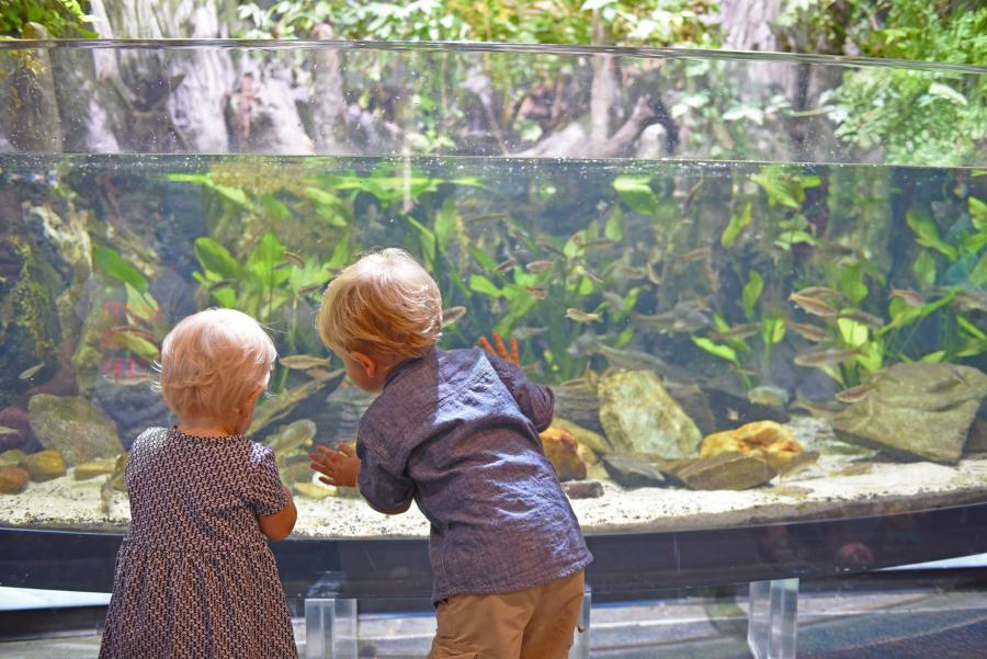 aquarium kids