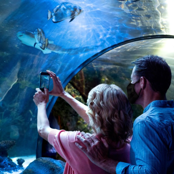 A woman standing next to a man taking a picture of fish at the aquarium with her phone. 