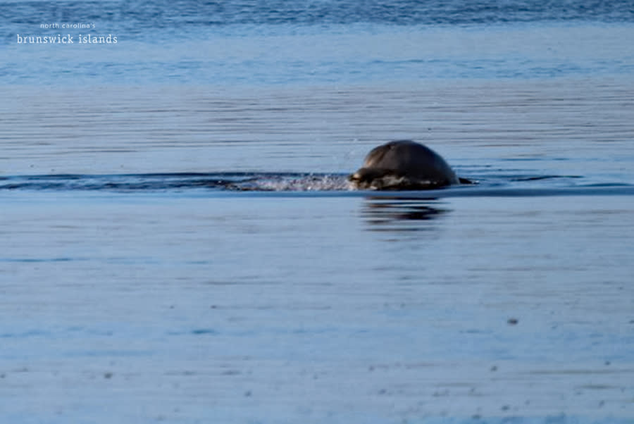 Dolphin swimming in the ocean