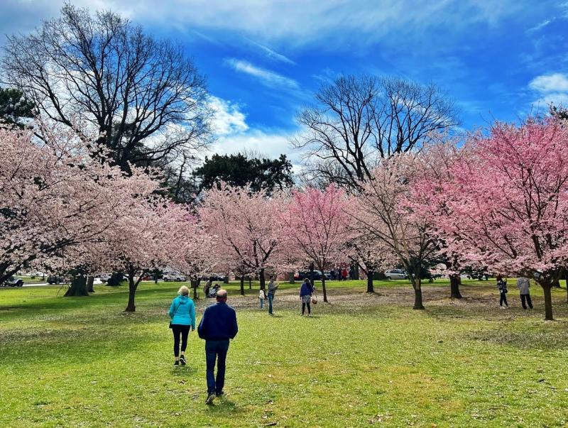 Photo at Cherry Blossoms Essex County Branch Brook Park