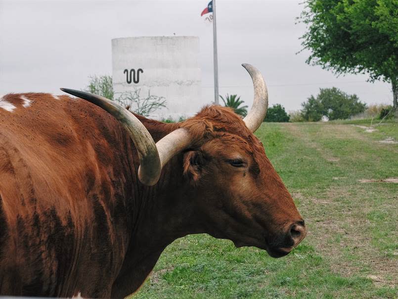 King Ranch