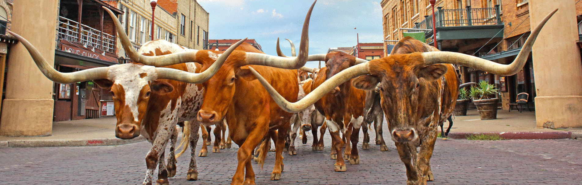 Fort Worth Texas Things To Do - Shopping, Nightlife, Museums