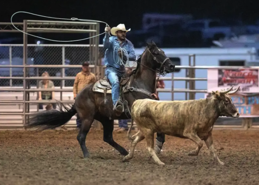 rodeo horseweek horse