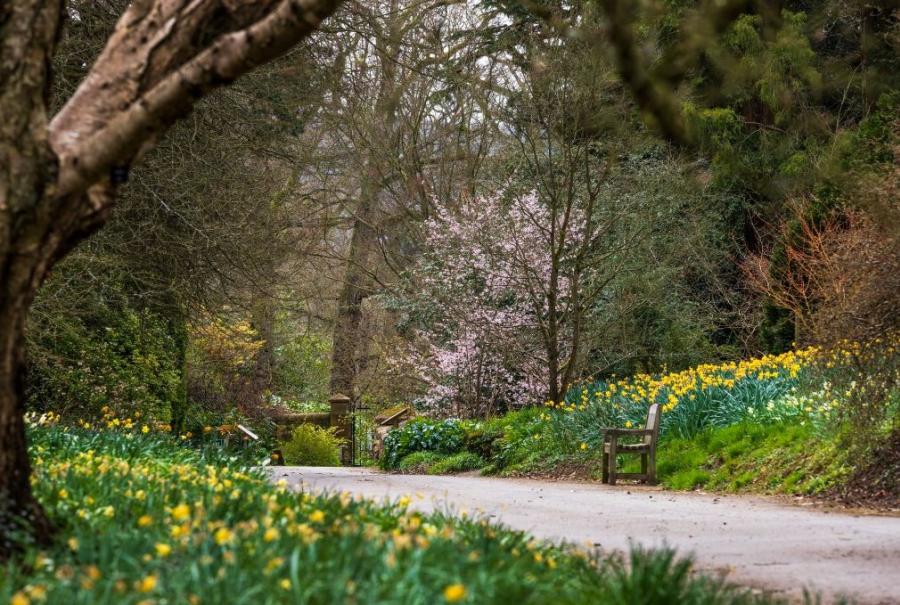 Batsford Arboretum with daffodils