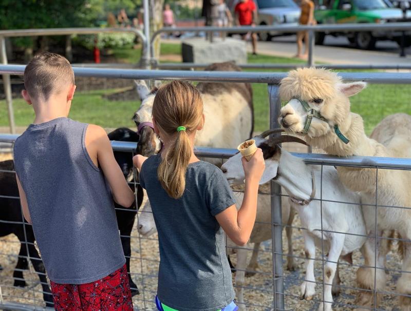 kids petting lamas and goat