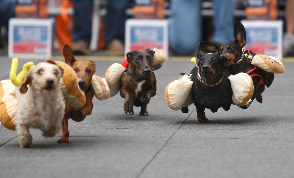 Four dachsunds dressed up as hot dogs racing in the Running of the Wienerdogs at Oktoberfest Zinzinnati