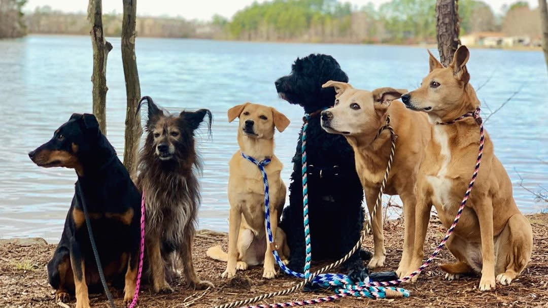 Dogs on Lake Norman