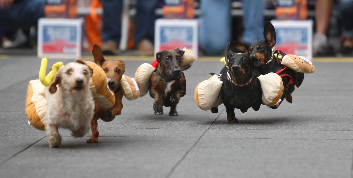 Four dachsunds dressed up as hot dogs racing in the Running of the Wienerdogs at Oktoberfest Zinzinnati