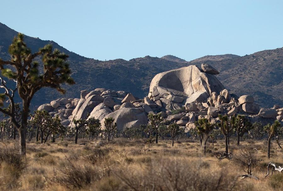Cap Rock in Joshual Tree