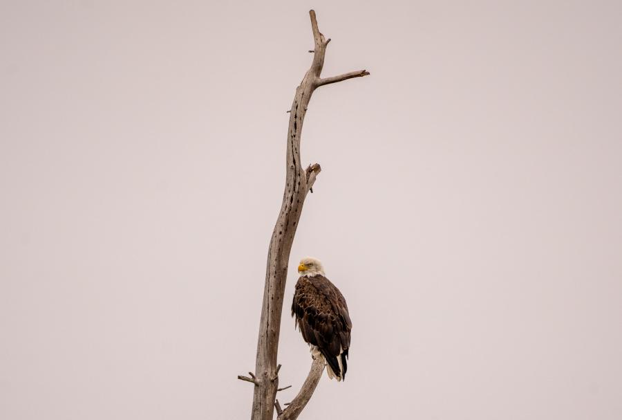 Bald Eagle