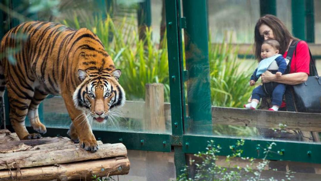 houston zoo