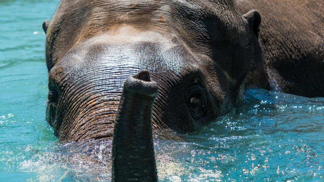 Elephant in the water at the Houston Zoo
