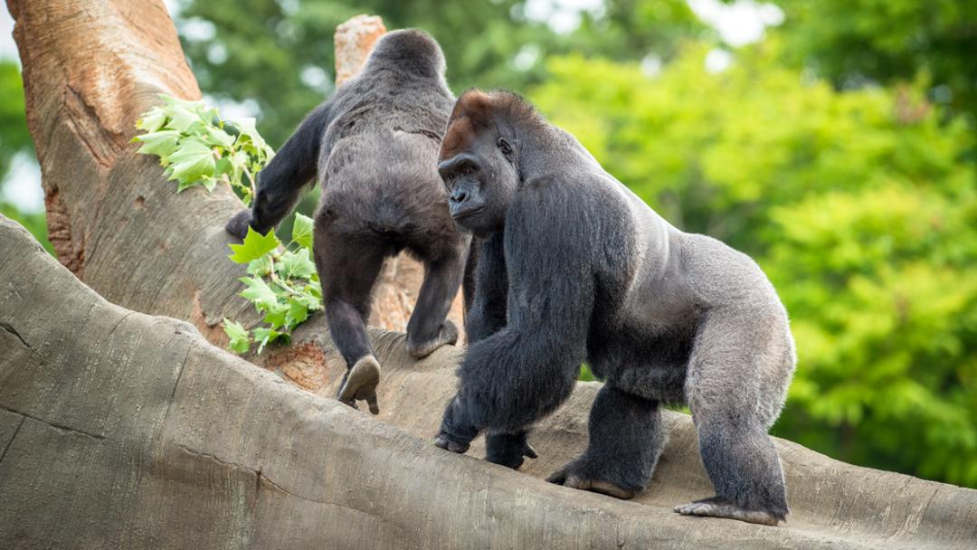 houston zoo