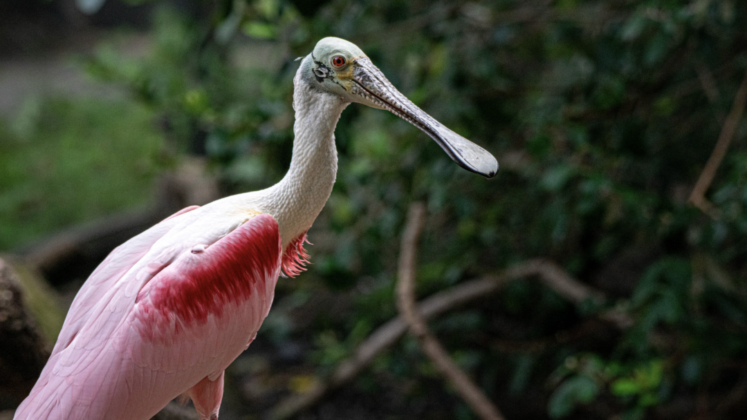 Houston Zoo - Roseate spoonbill