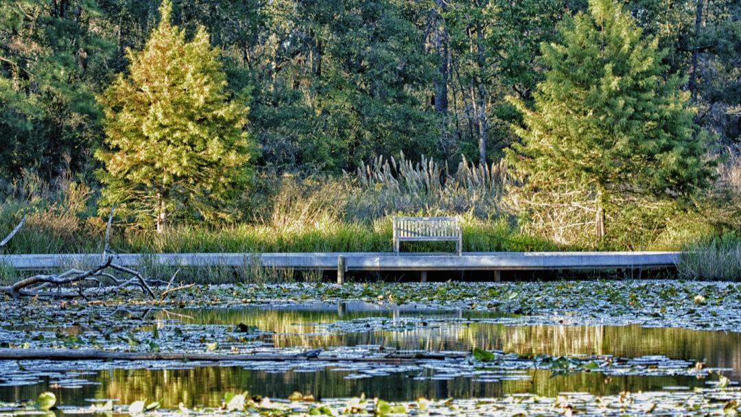 Houston Arboretum Meadow Pond