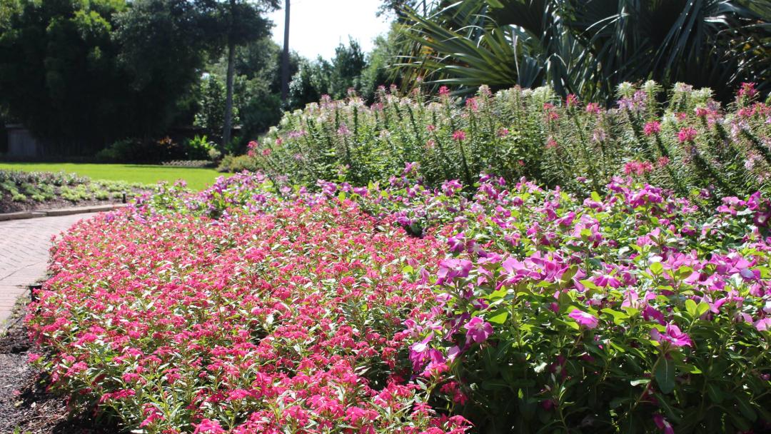 Mercer Arboretum and Botanical Gardens