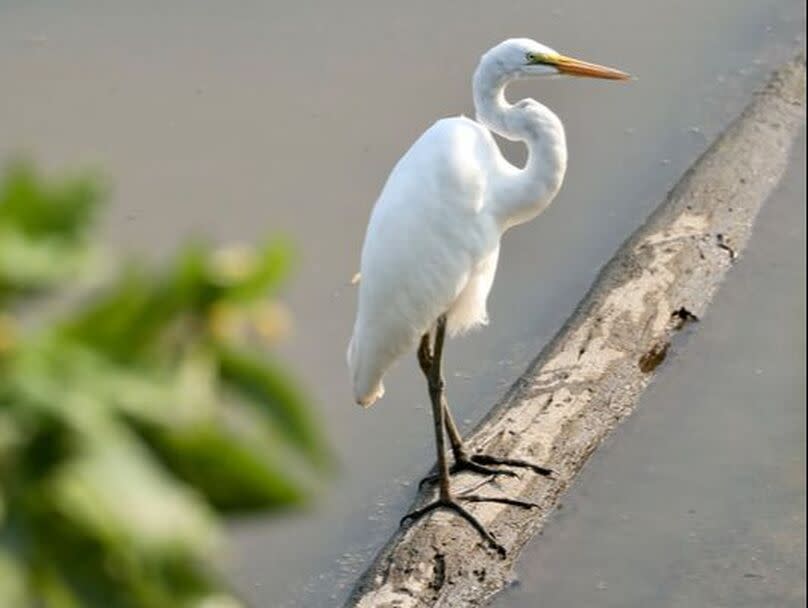 An egret perched on a log in the Wabashiki Wetlands in Terre Haute, Indiana