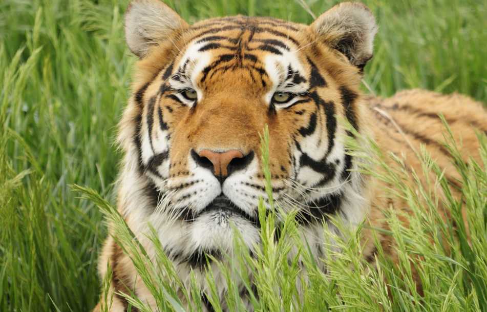 A portrait of a tiger at the Wild Animal Sanctuary.