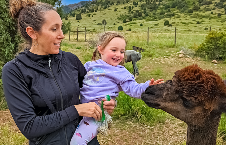 A child touching an alpaca at Smooth Alpaca Experience