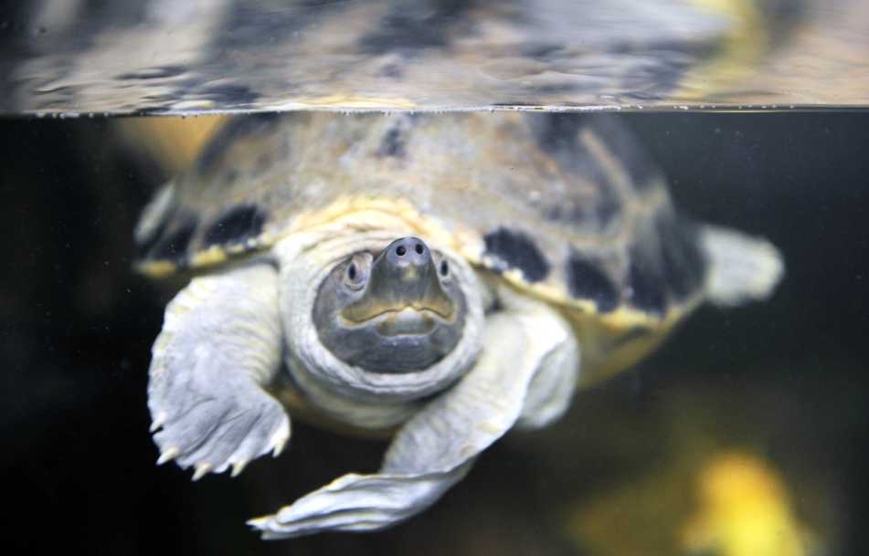 A turtle swims at the Downtown Aquarium in Denver, Colorado.
