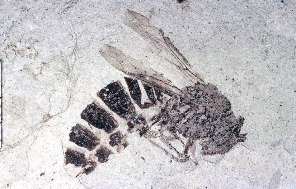 An insect fossil at Florissant Fossil Beds National Monument in Central Colorado.