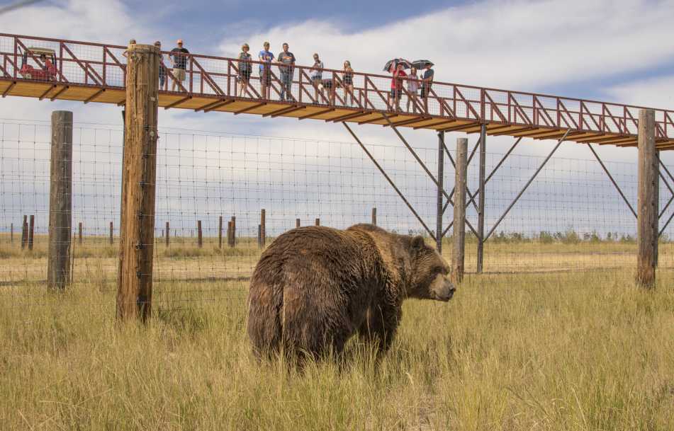Grizzly bear in the grasslands at Wild Animal Sanctuary in Keenesburg, Colorado