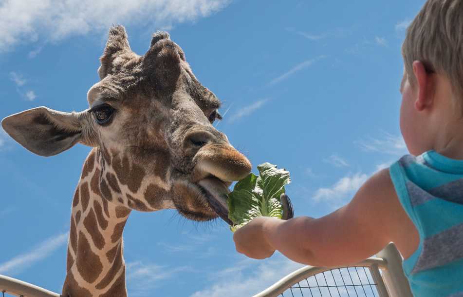 Kid feeding giraffe at the zoo