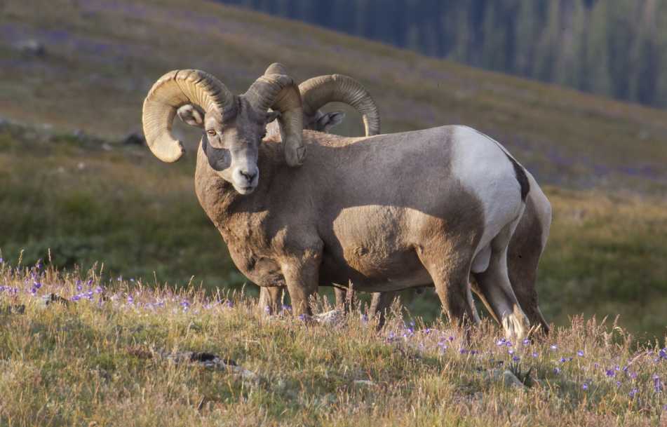 rocky-mountain-national-bighhorn-sheep-2