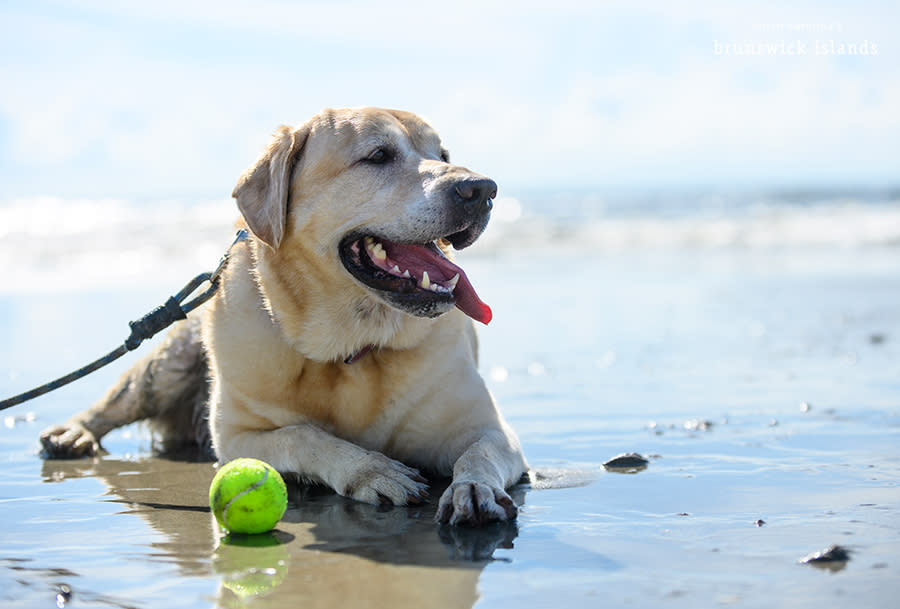 a yellow lad laying on a beach with a tennis ball