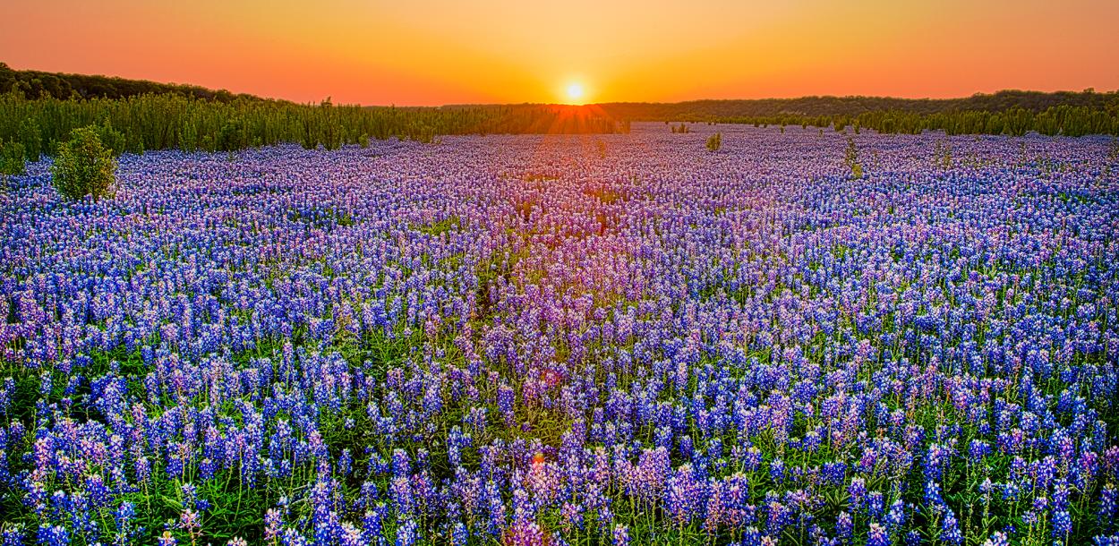 Field of Bluebonnet flowers with sunset in the background at Muleshoe Bend
