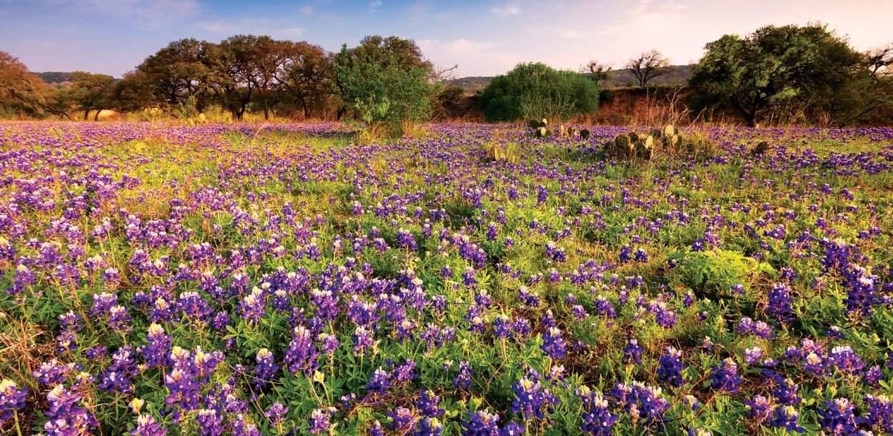 Hill country field with bluebonnets